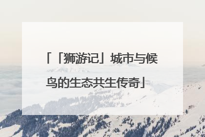 「狮游记」城市与候鸟的生态共生传奇