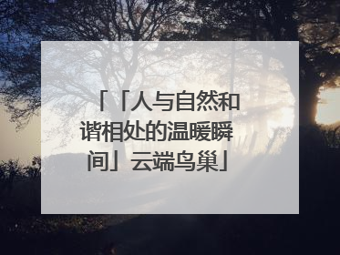 「人与自然和谐相处的温暖瞬间」云端鸟巢