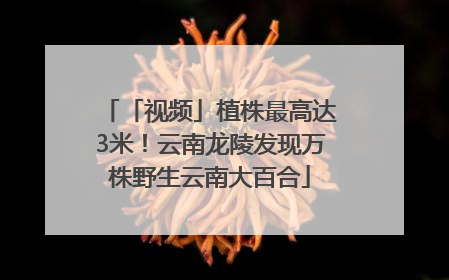 「视频」植株最高达3米！云南龙陵发现万株野生云南大百合