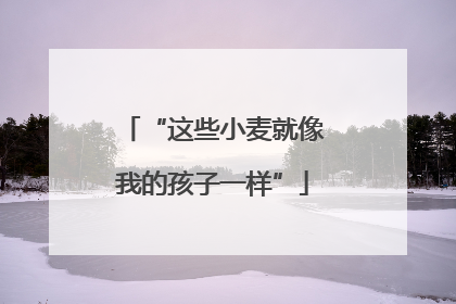 “这些小麦就像我的孩子一样”