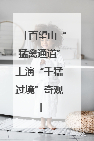 百望山“猛禽通道”上演“千猛过境”奇观