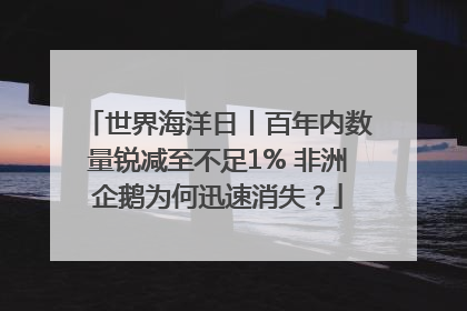 世界海洋日丨百年内数量锐减至不足1% 非洲企鹅为何迅速消失？