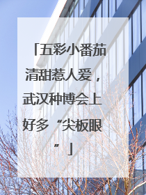 五彩小番茄清甜惹人爱，武汉种博会上好多“尖板眼”