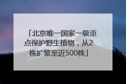 北京唯一国家一级重点保护野生植物，从2株扩繁至近500株