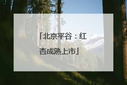 北京平谷：红杏成熟上市