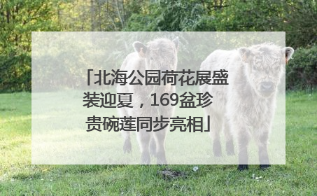 北海公园荷花展盛装迎夏，169盆珍贵碗莲同步亮相