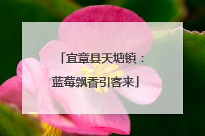 宜章县天塘镇：蓝莓飘香引客来