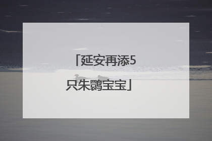 延安再添5只朱鹮宝宝