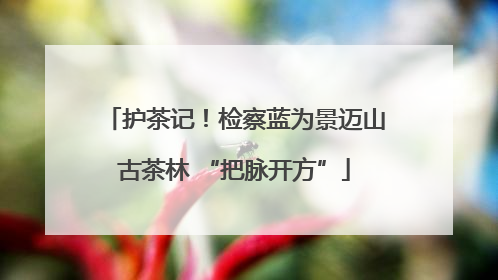 护茶记！检察蓝为景迈山古茶林 “把脉开方”