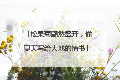松果菊翩然盛开，像夏天写给大地的情书