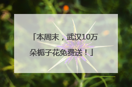 本周末，武汉10万朵栀子花免费送！