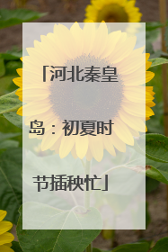 河北秦皇岛：初夏时节插秧忙