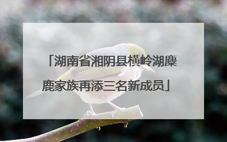 湖南省湘阴县横岭湖麋鹿家族再添三名新成员
