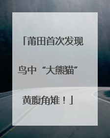 莆田首次发现鸟中“大熊猫”黄腹角雉！