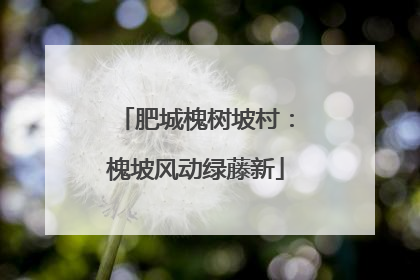 肥城槐树坡村：槐坡风动绿藤新