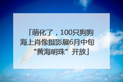 萌化了，100只狗狗海上肖像摄影展6月中旬“黄海明珠”开放