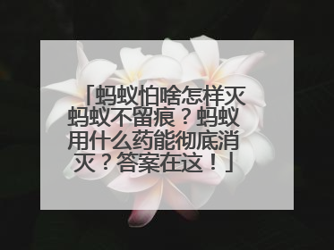 蚂蚁怕啥怎样灭蚂蚁不留痕？蚂蚁用什么药能彻底消灭？答案在这！