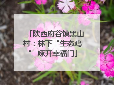 陕西府谷镇黑山村：林下“生态鸡” 啄开幸福门
