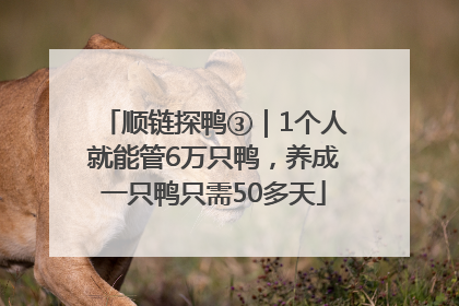 顺链探鸭③｜1个人就能管6万只鸭，养成一只鸭只需50多天