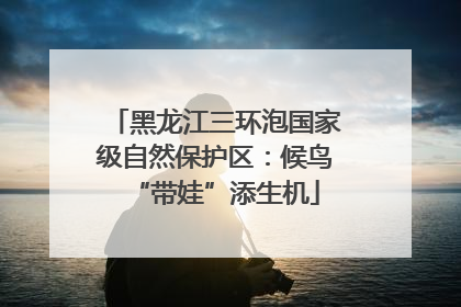 黑龙江三环泡国家级自然保护区：候鸟“带娃”添生机