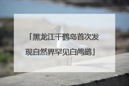 黑龙江千鹤岛首次发现自然界罕见白鸬鹚